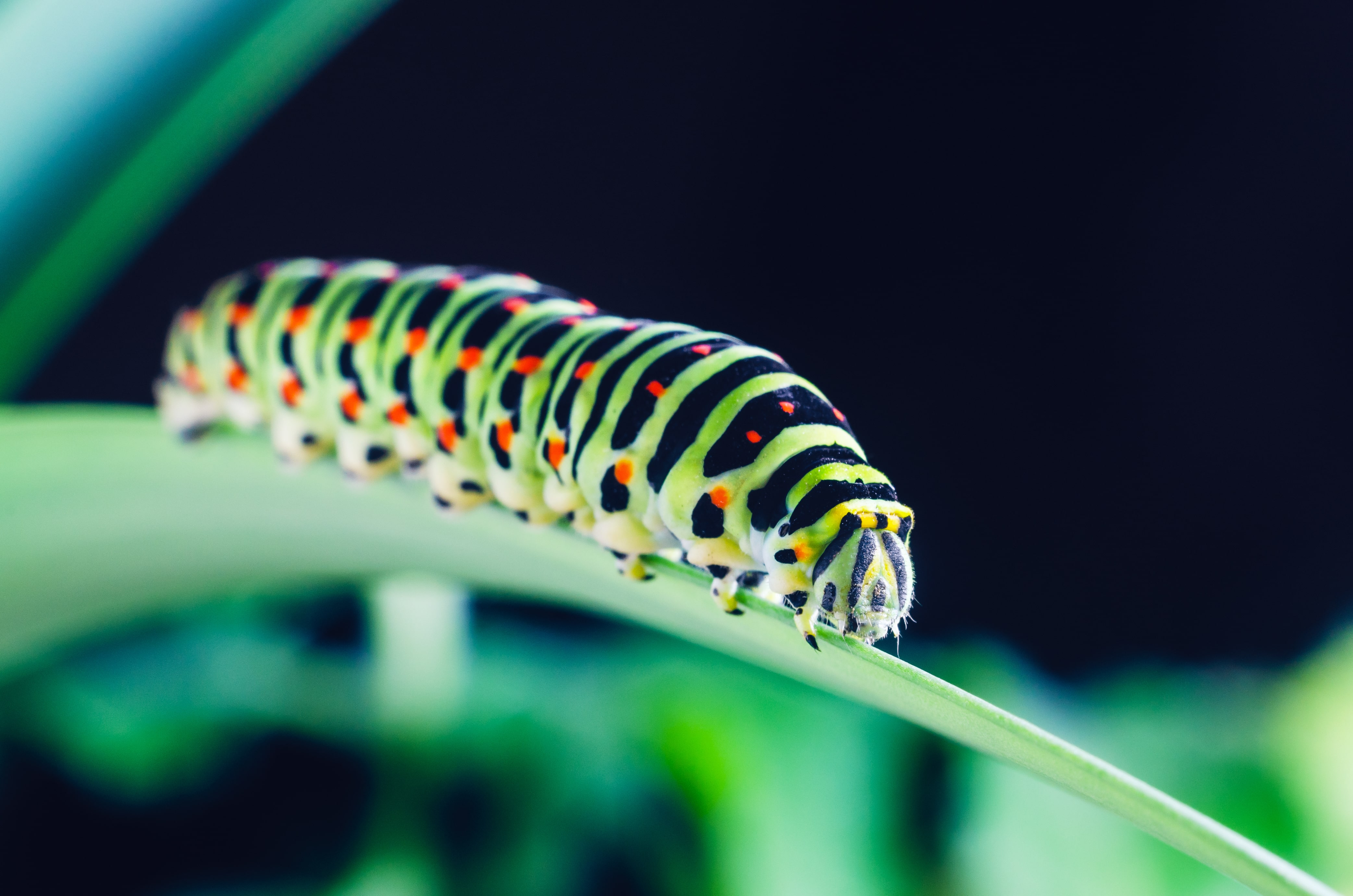 Caterpillar crawling along plants  